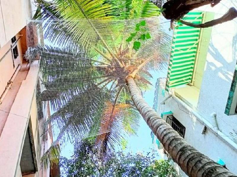 Coconut Tree Safety Nets in Bangalore